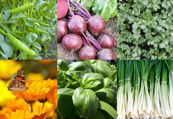 Most Popular Seeds 2024