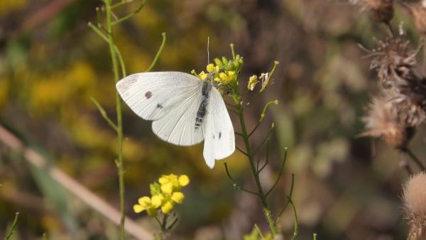 Cabbage White Butterfly