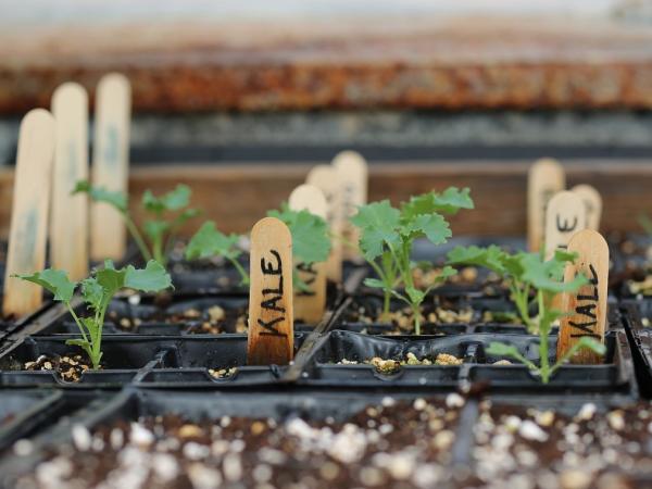 Perlite vs Vermiculite