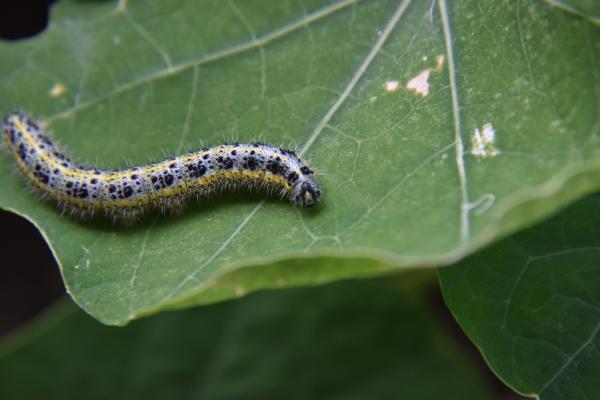 Organic Pest & Disease Control