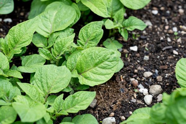 Blight Resistant Potatoes