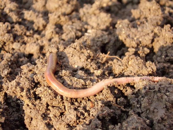 Soil Structure & Soil Health