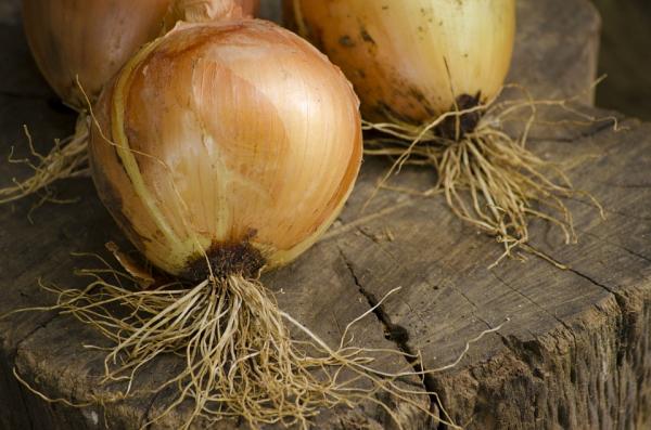 All About Onions