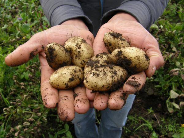 Potato Related Terminology