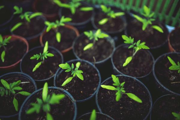 Success with Seeds & Germination