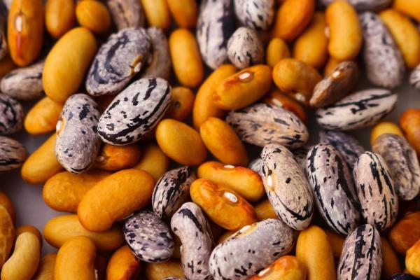 Seed Saving Basics