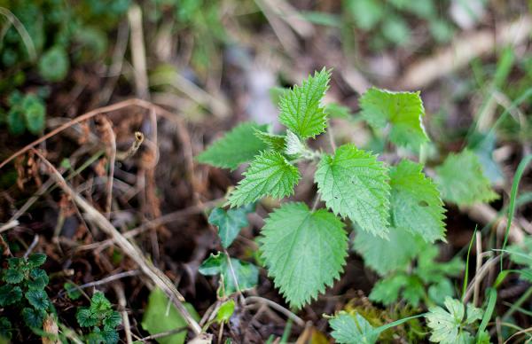 March Seasonal Table: Nettles