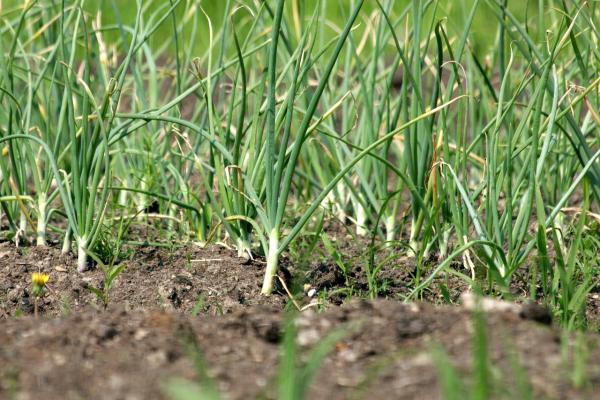 Overwintering Garlic and Onions