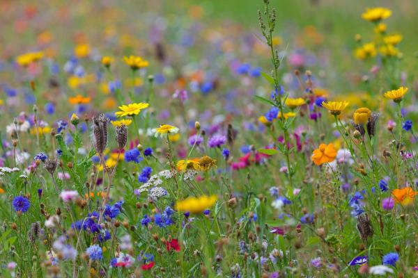 Choosing a Flower Meadow Mix
