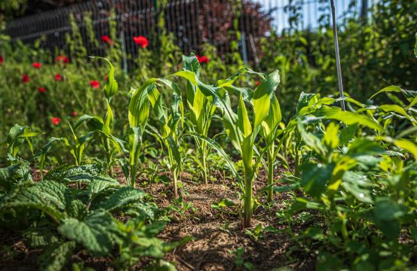 What is Regenerative Gardening?
