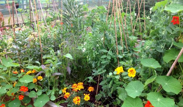 How does your Garden Grow - Featured June Winner