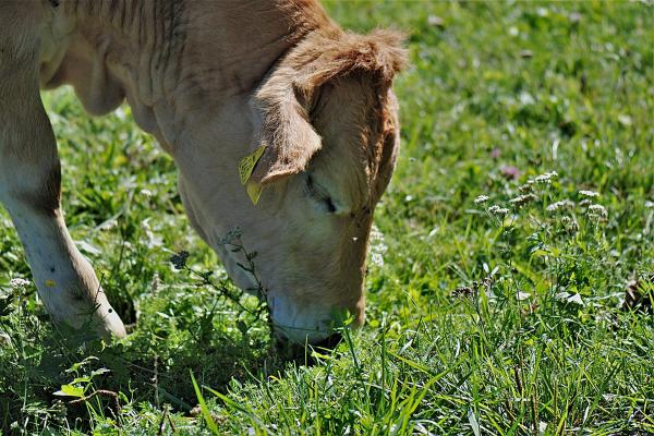 Multi-Species Swards/Variety-Rich Pastures