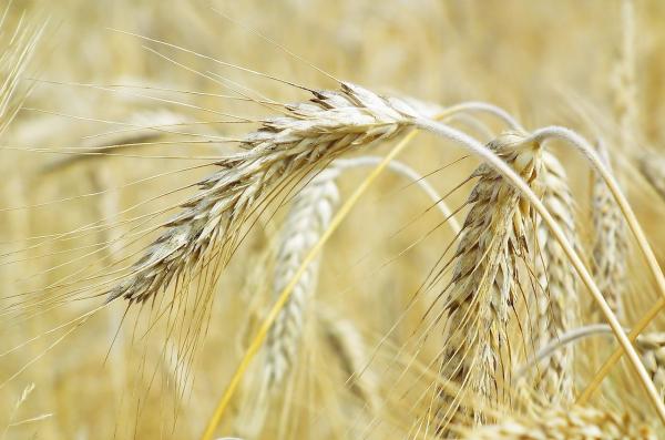 Rye Bother?