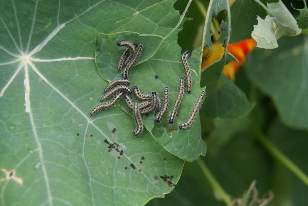 Pest and Disease Management