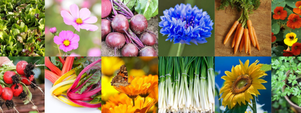 Our Most Popular Flower and Vegetable Seeds in 2021