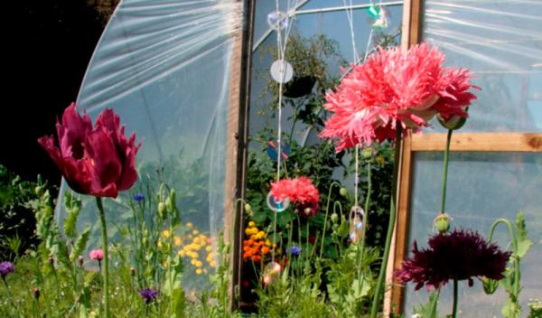 How does your garden grow - featured April garden