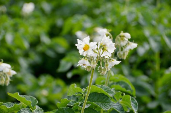 What are 'Certified' Seed Potatoes?