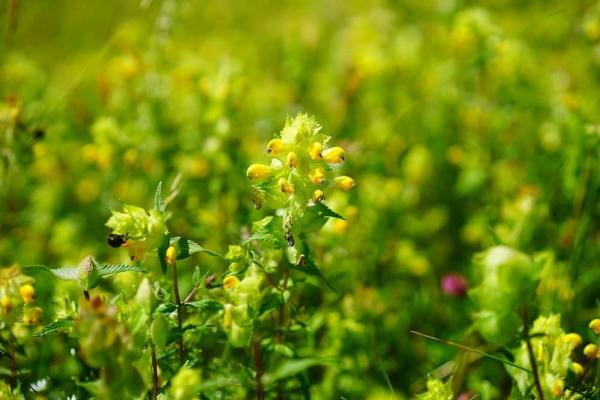 Yellow Rattle