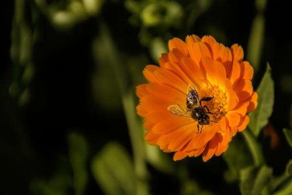 Put the buzz back!  Seeds for bees and other pollinators.