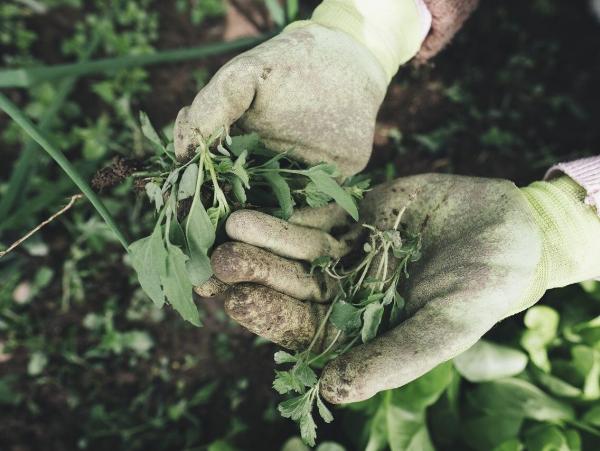 Organic Weed Control