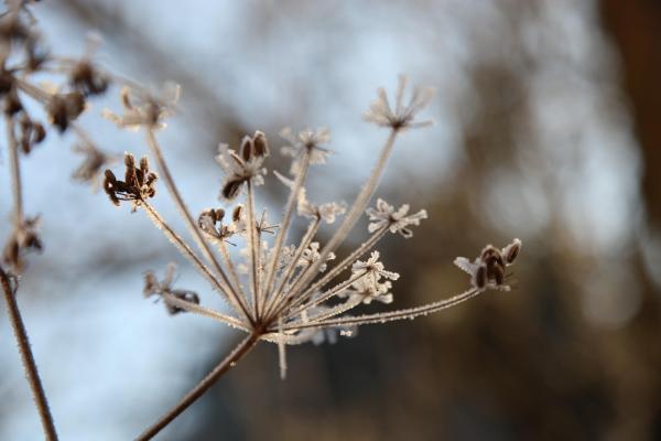 January Garden Jobs