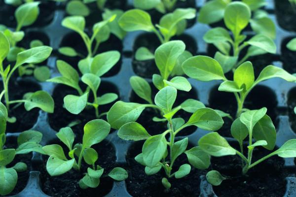 Growing Indoors - Light & Heat
