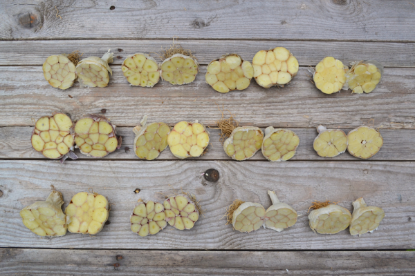 Garlic Varieties: Which One Should You Grow?