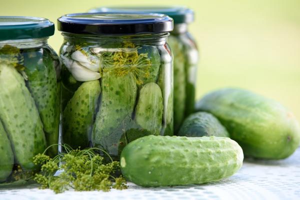 Fermenting Cucumbers