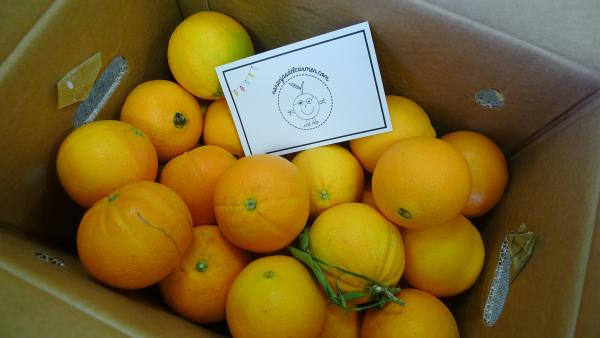 Fruit Hill Farms Orange Tree