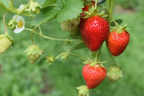 How To Grow 'Bare Root' Strawberries