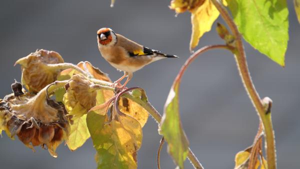 Make your garden a winter wildlife haven