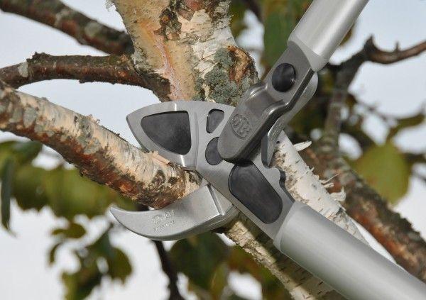 Winter Pruning