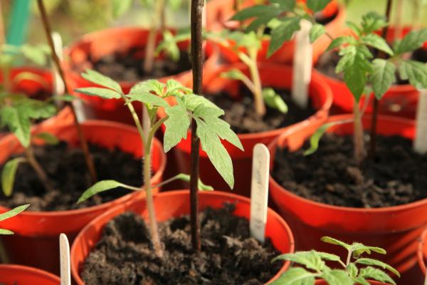 Tomato Tips