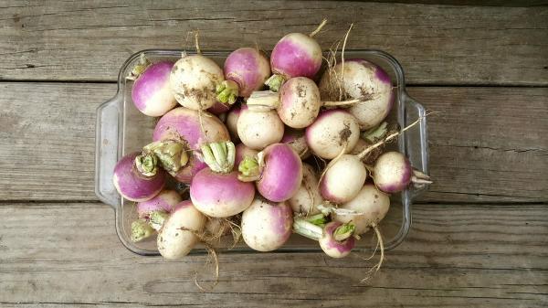 All About Turnips and Swedes