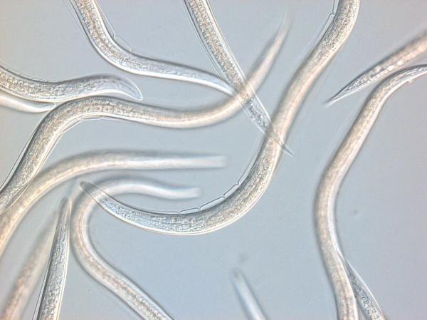 Nematodes for Vine Weevil and Crane Fly