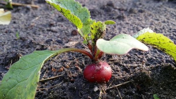 May Seasonal Table - Radishes
