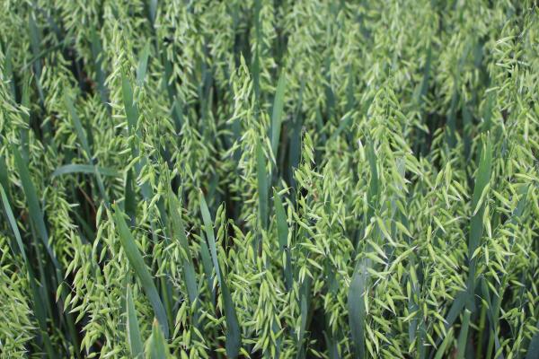 Oats - From Seed to Food