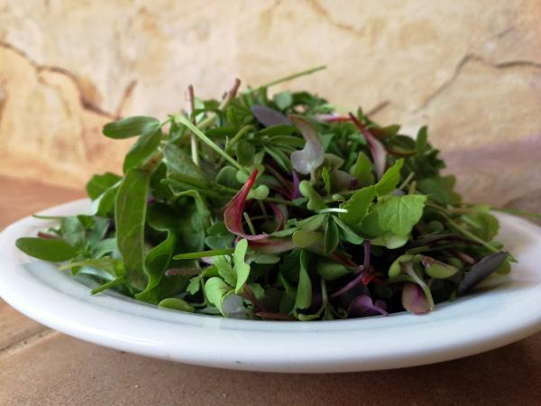 Sprouting and Microgreen Seed List
