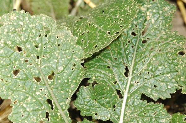 Flea Beetle and How to Control Them
