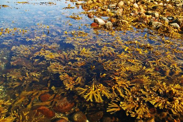 Seaweed for Soil, Plant and Animal Health