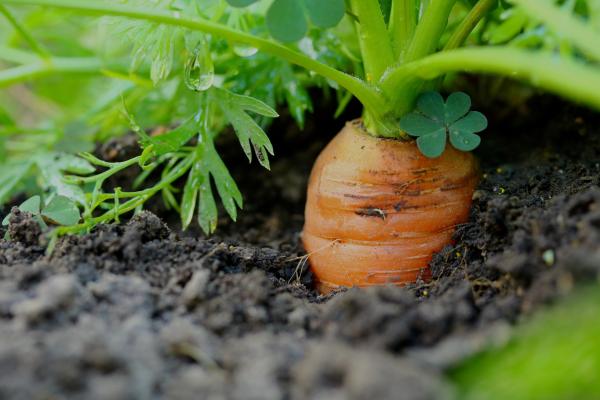 Carrot Root Fly