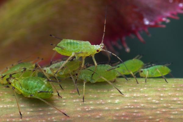 Organic Aphid Control