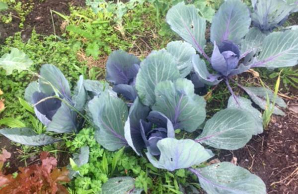 How Does Your Garden Grow - Featured July Winner
