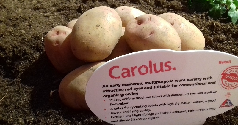 Carolus Potatoes Carolus Seed Potatoes
