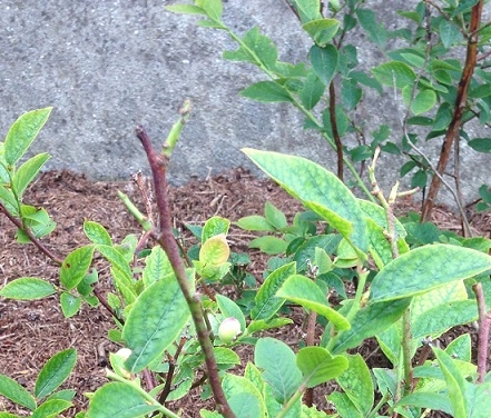 Blueberry Iron Deficiency