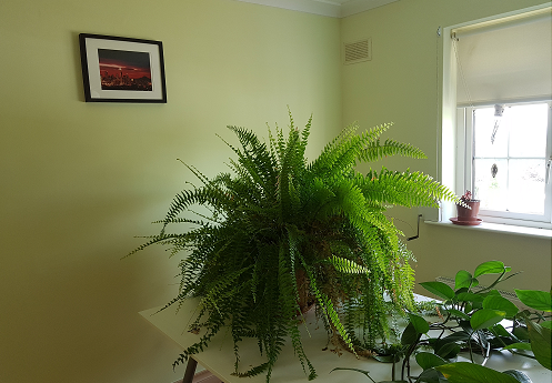 Linden Green Natural Emulsion Paint