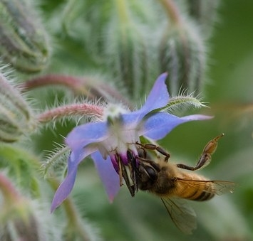 Seeds for a perennial bee meadow