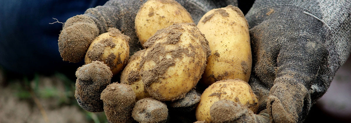 organic seed potatoes