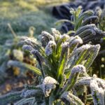 Prepare your garden for Winter