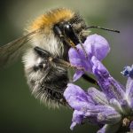 World Bee Day 20th May